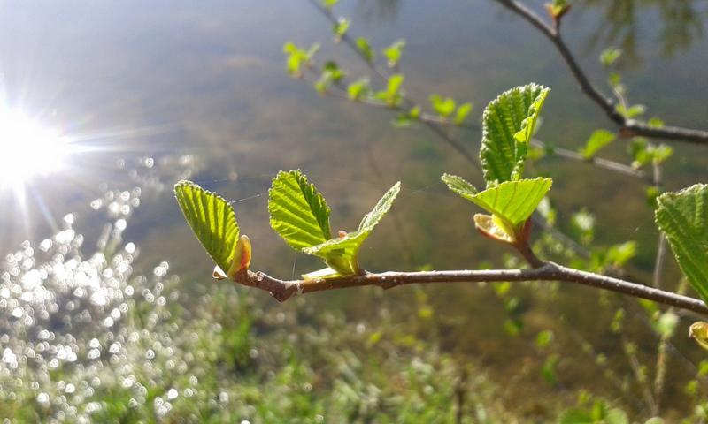 Весна 20160420