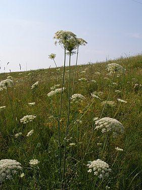 Сумы-Краснополье