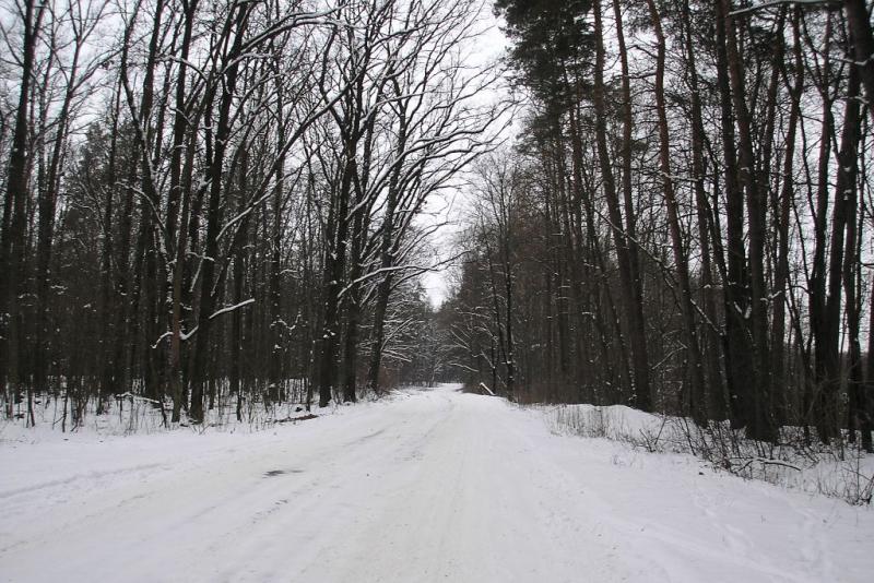 Тишина заповедного леса