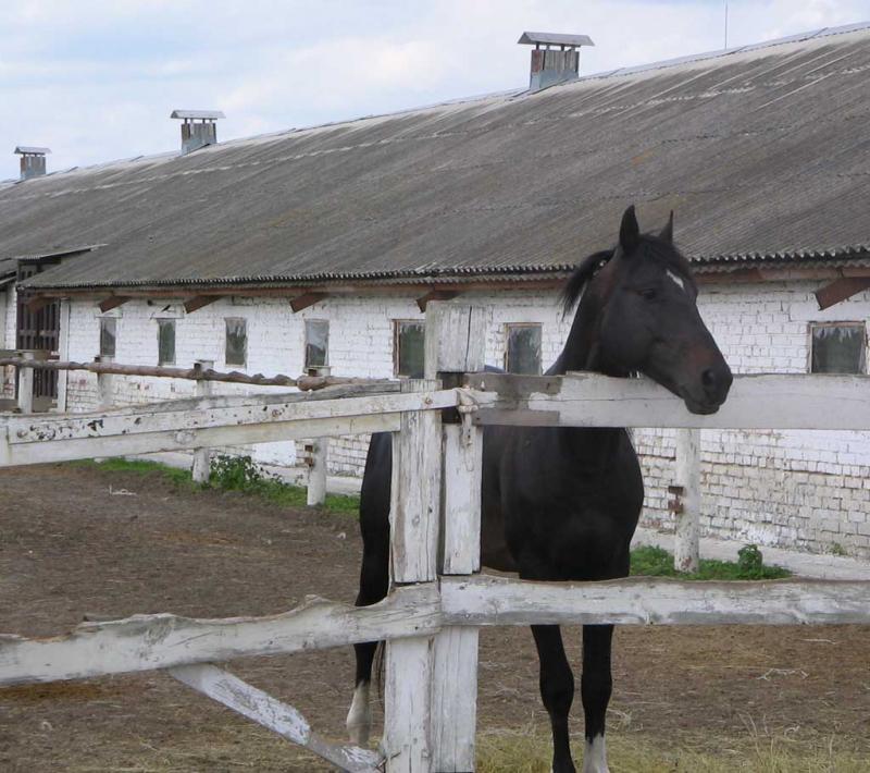 Конный завод_Патриотовка