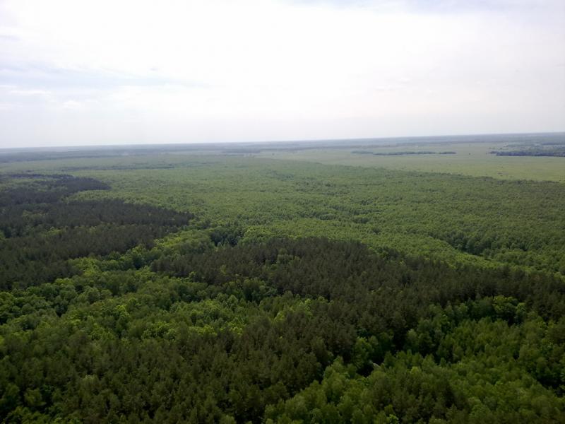 Спадщанський ліс