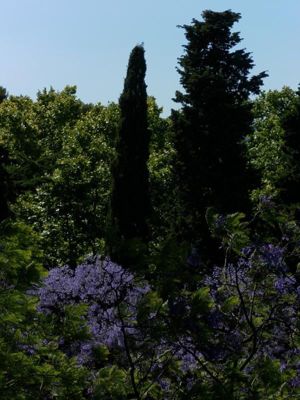 Jacaránda c Коста Брава