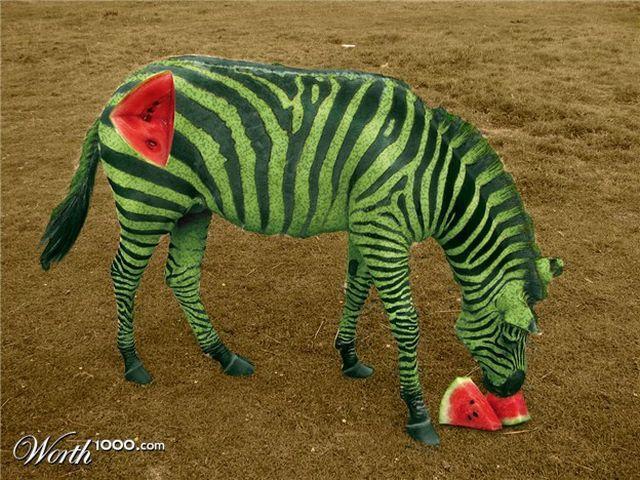 funny-photoshop-animals-817